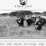 Impisi Safaris - <a href='http://www.impisisafaris.com' target='_blank' class='a-link-white' style=' font-size:11px' >Visit Website</a>             